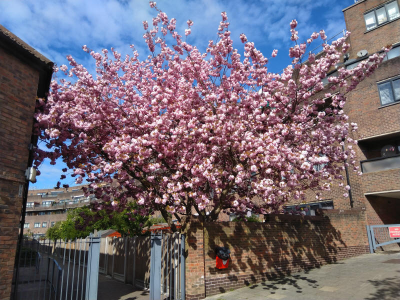 Strawberry Vale cherry blossom